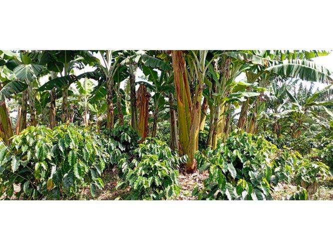 Finca en  Venta en Quimbaya - Miniatura 23