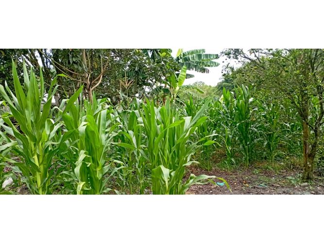 Finca en  Venta en Quimbaya - Miniatura 24