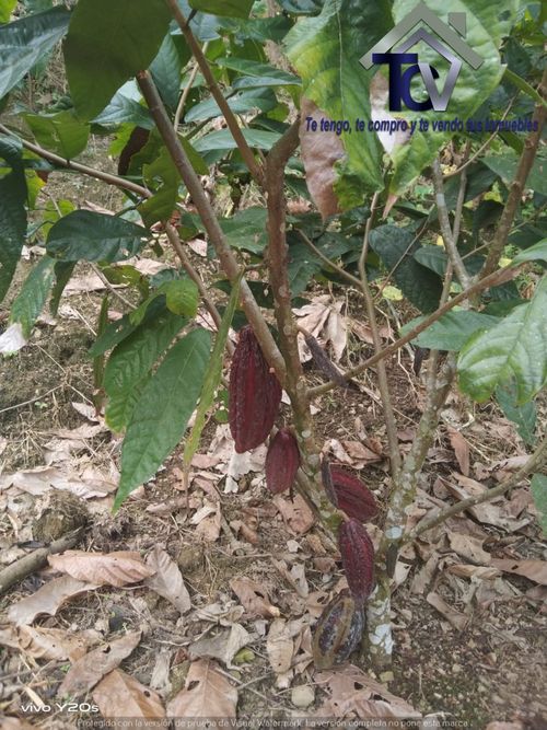 Finca en  Venta en El playon - Miniatura 6