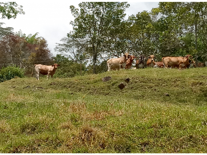 Finca en venta en Guacarí - Miniatura 2