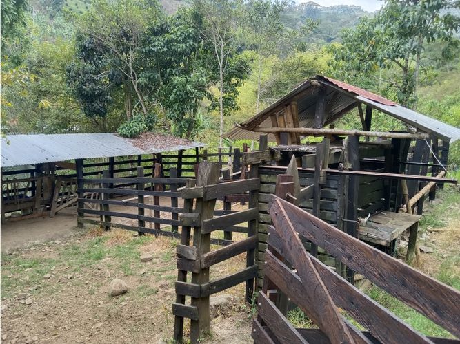 Finca en venta en Guacarí - Miniatura 4