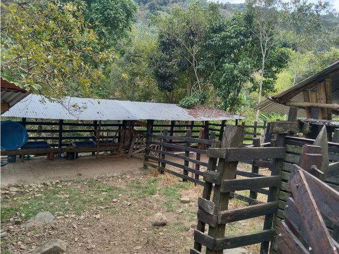Finca en venta en Guacarí - Miniatura 5