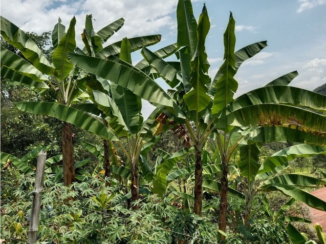 Finca en venta en Guacarí - Miniatura 6