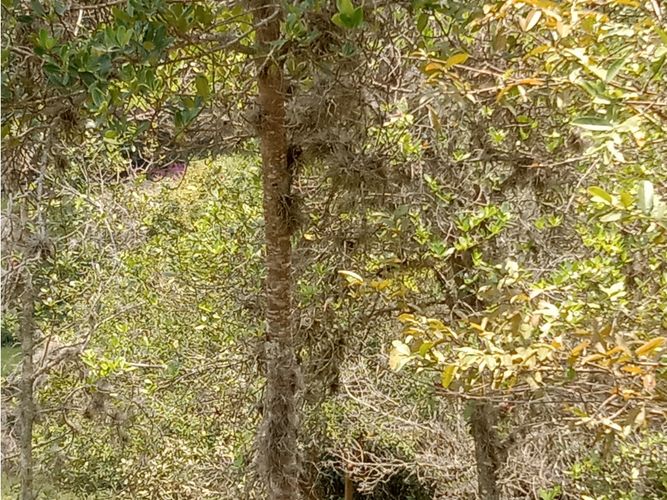 Finca en venta en Guacarí - Miniatura 26