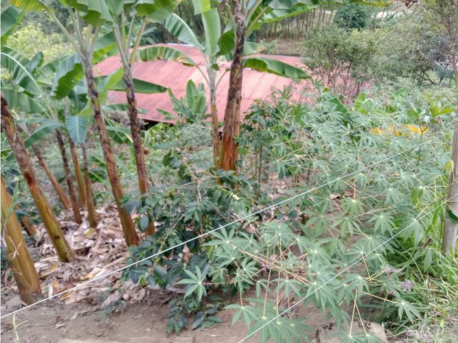 Finca en venta en Guacarí - Miniatura 28