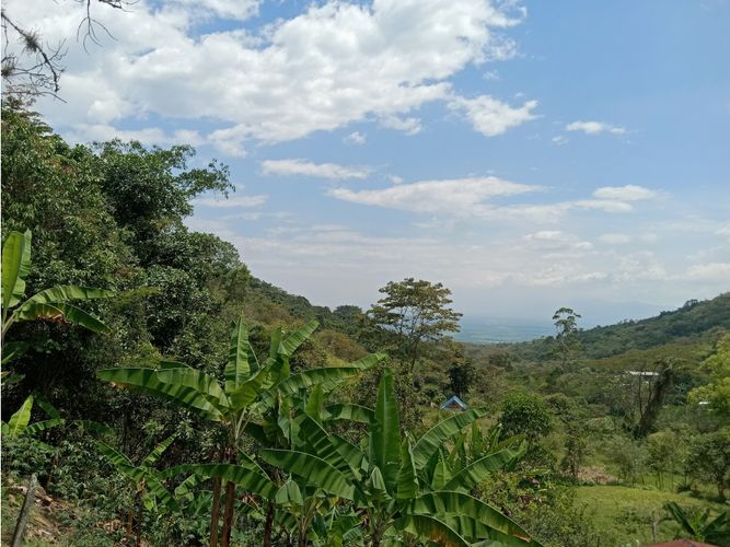 Finca en venta en Guacarí - Miniatura 29