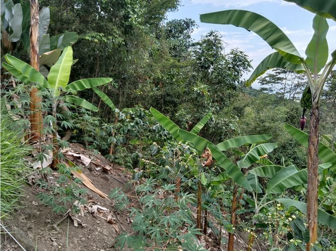 Finca en venta en Guacarí - Miniatura 30