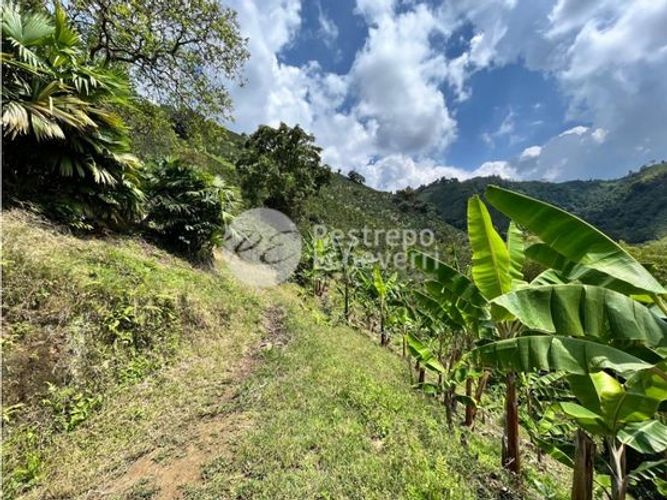 Finca en  Venta en Chinchiná - Miniatura 3