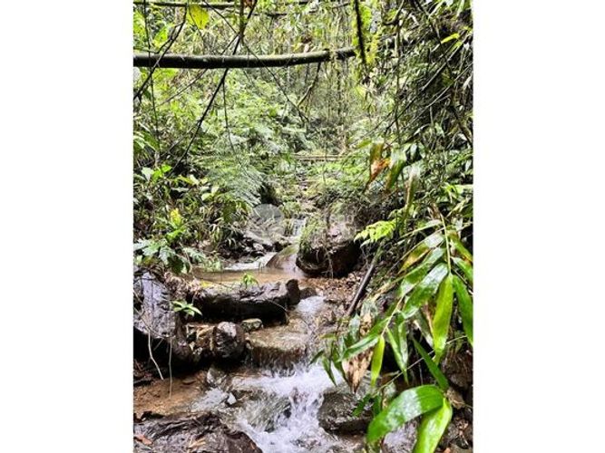 Finca en  Venta en Chinchiná - Miniatura 14