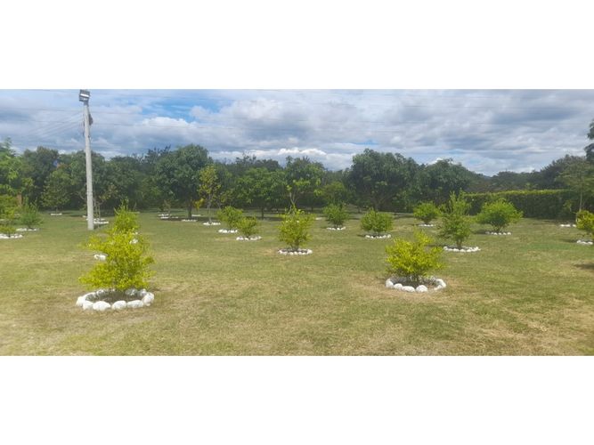 Finca en venta en Guasimal, Natagaima - Miniatura 4