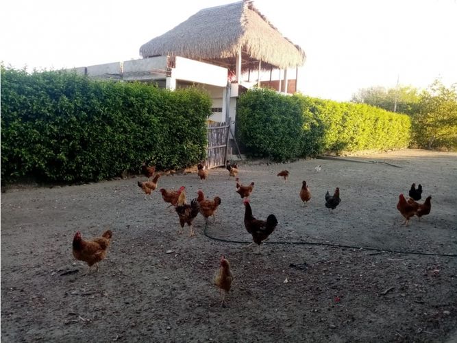 Finca en venta en Guasimal, Natagaima - Miniatura 6