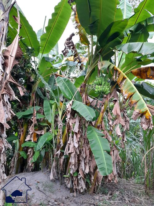 Finca en  Venta en Pacho - Miniatura 2