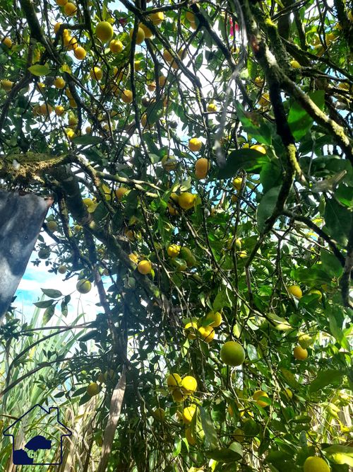 Finca en  Venta en Pacho - Miniatura 3