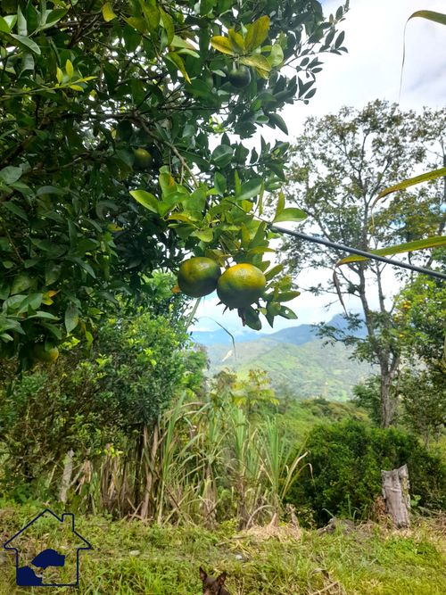 Finca en  Venta en Pacho - Miniatura 7
