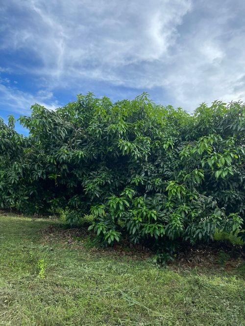 Finca en  Venta en La pola, Tocaima - Miniatura 3