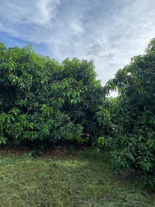 Finca en  Venta en La pola, Tocaima - Miniatura 4