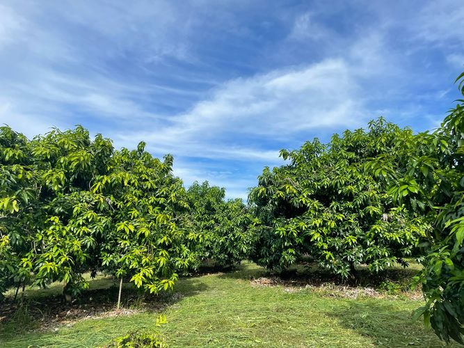 Finca en  Venta en La pola, Tocaima - Miniatura 5
