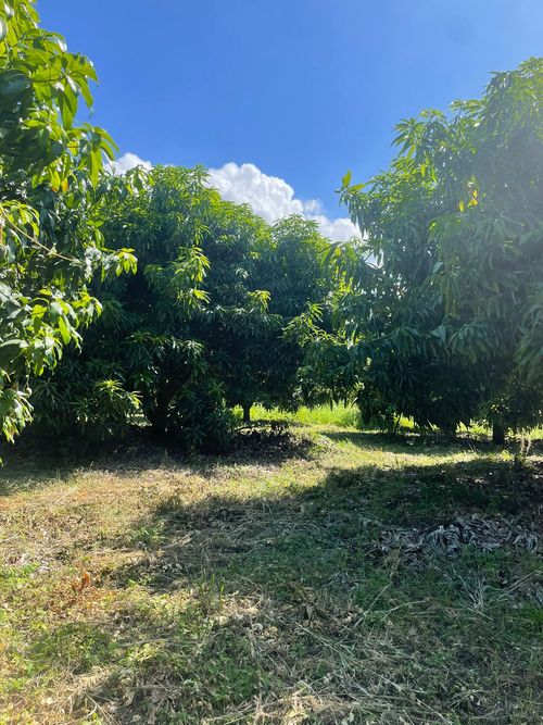 Finca en  Venta en La pola, Tocaima - Miniatura 7