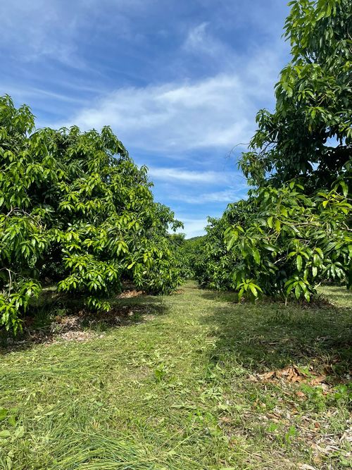 Finca en  Venta en La pola, Tocaima - Miniatura 8