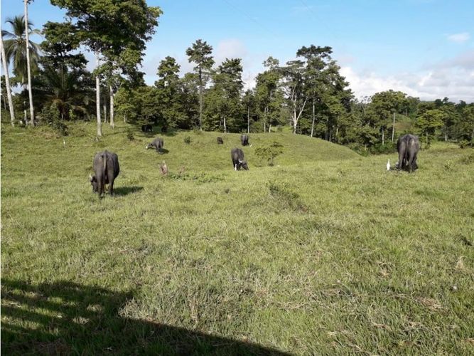 Finca en venta en Cimitarra - Imagen 1
