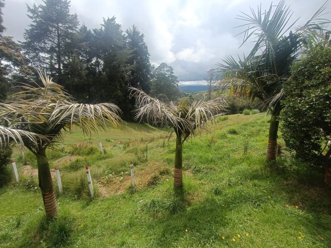 Finca en  Arriendo en La mejia, Guarne - Miniatura 4