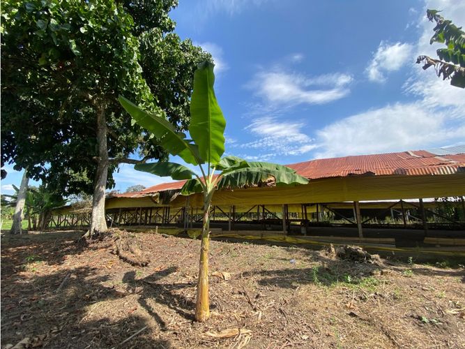 Finca en  Venta en Armenia - Miniatura 8