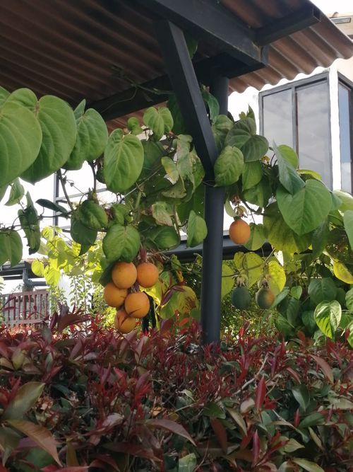 Finca en  Venta en Sora - Miniatura 15