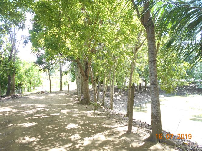 Finca en venta en Los pericos, Montería - Miniatura 4