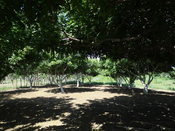 Finca en  Venta en Juan de acosta - Miniatura 10