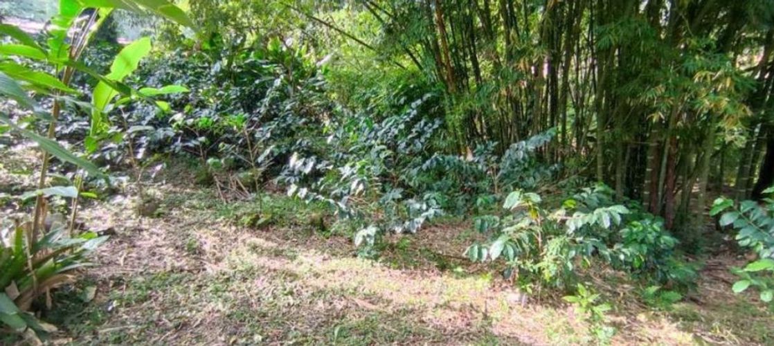 Finca en  Arriendo en San antonio del tequendama - Miniatura 15