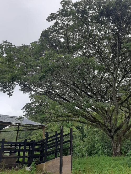 Finca en venta en Pajas blancas, Nilo - Miniatura 14