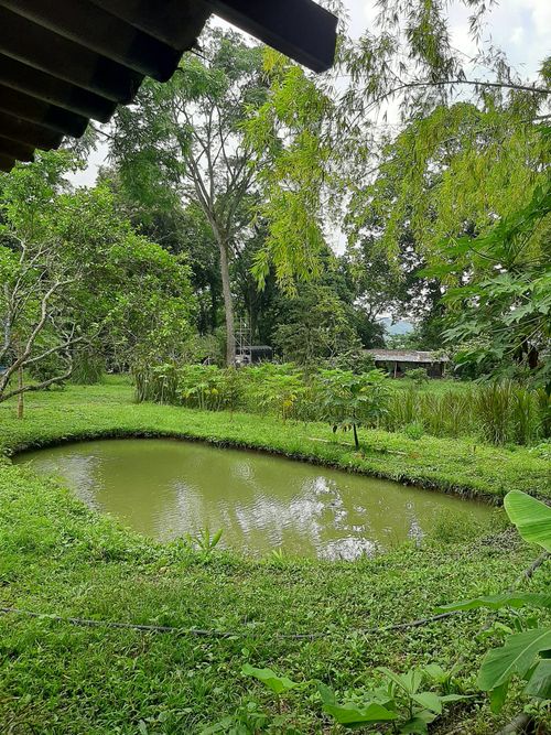 Finca en venta en Pajas blancas, Nilo - Miniatura 10