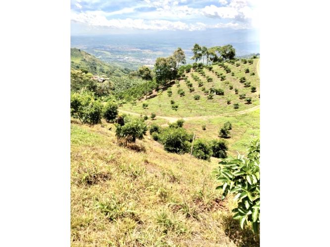 Finca en venta en La rivera, Caicedonia - Miniatura 3