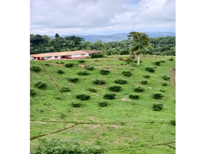 Finca en venta en La rivera, Caicedonia - Miniatura 4