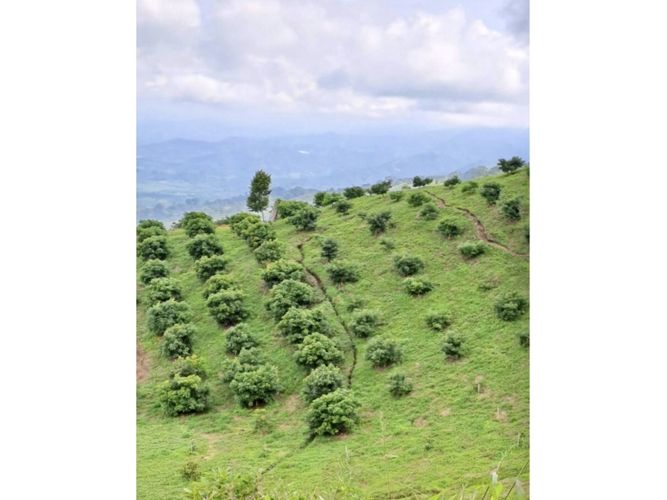 Finca en venta en La rivera, Caicedonia - Miniatura 5