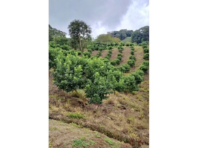 Finca en venta en La rivera, Caicedonia - Miniatura 6