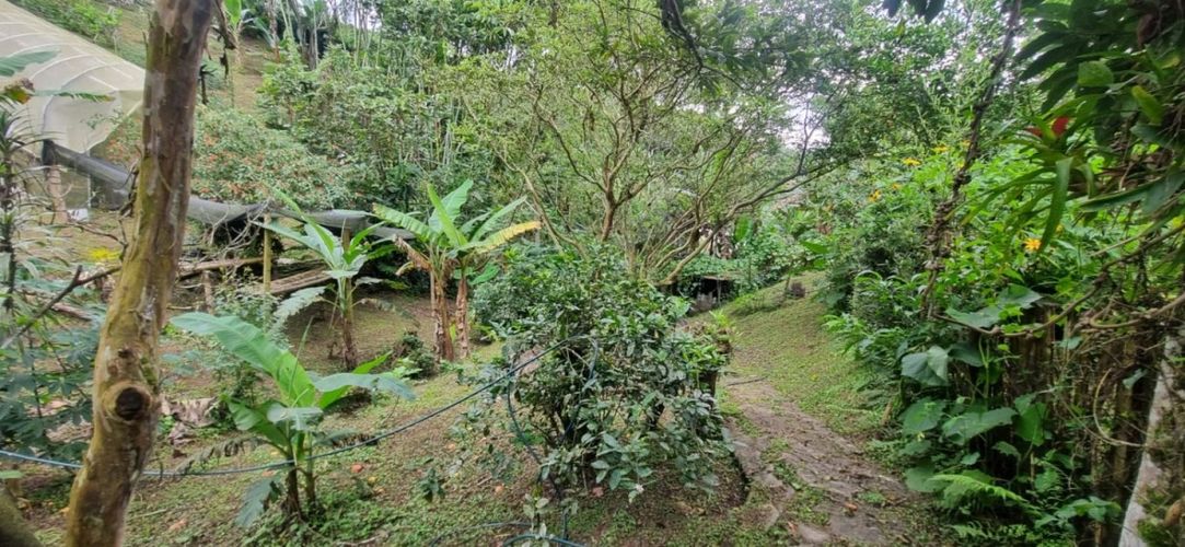 Finca en  Arriendo en Santa teresa, Filandia - Miniatura 12