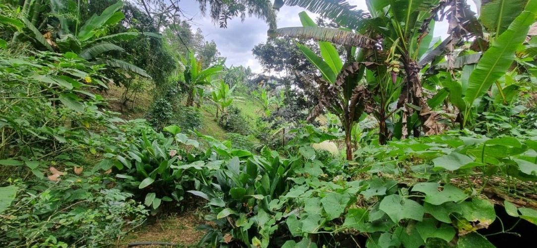 Finca en  Arriendo en Santa teresa, Filandia - Miniatura 13
