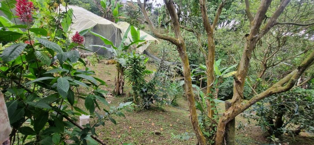 Finca en  Arriendo en Santa teresa, Filandia - Miniatura 17