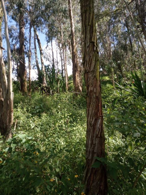 Finca en venta en Choachi - Miniatura 4
