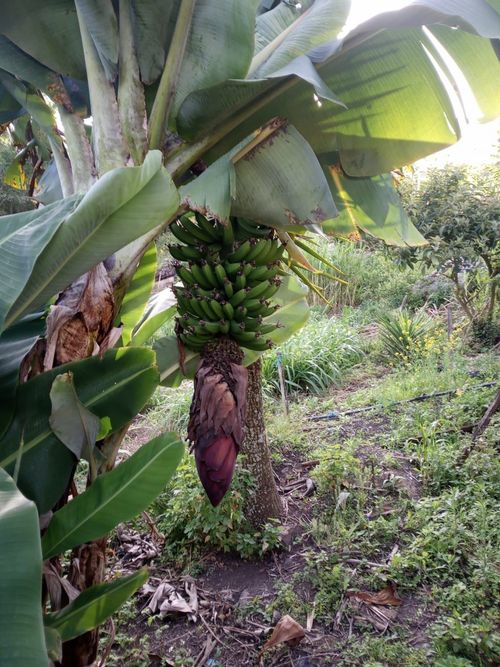 Finca en venta en Choachi - Miniatura 9