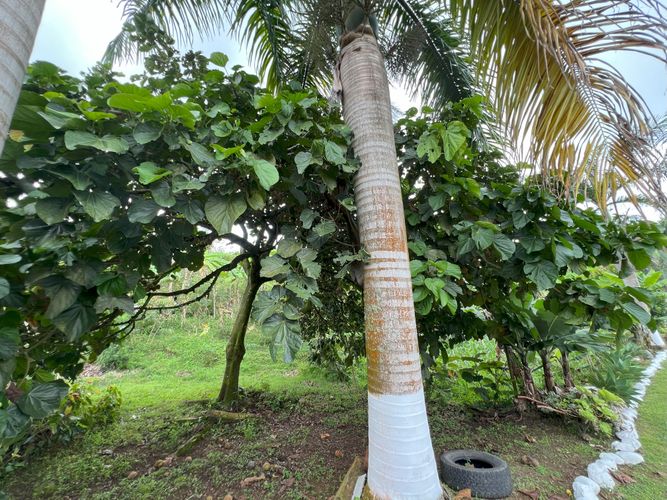 Finca en  Venta en Potrerillo, Palmira - Miniatura 7