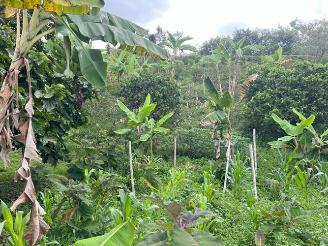 Finca en  Venta en Potrerillo, Palmira - Miniatura 10