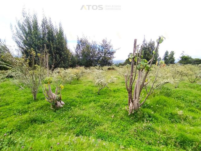 Finca en  Venta en Combita - Miniatura 4
