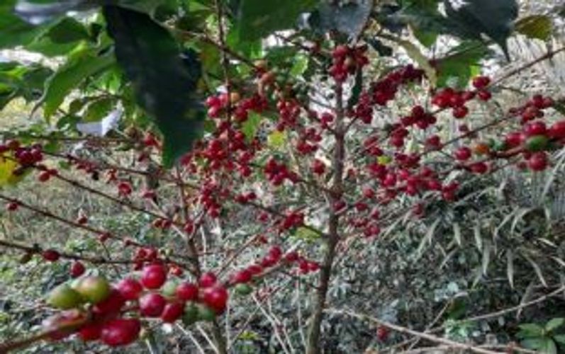 Finca en  Venta en Suaita - Miniatura 4