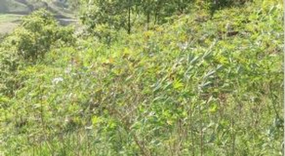 Finca en  Venta en Suaita - Miniatura 14