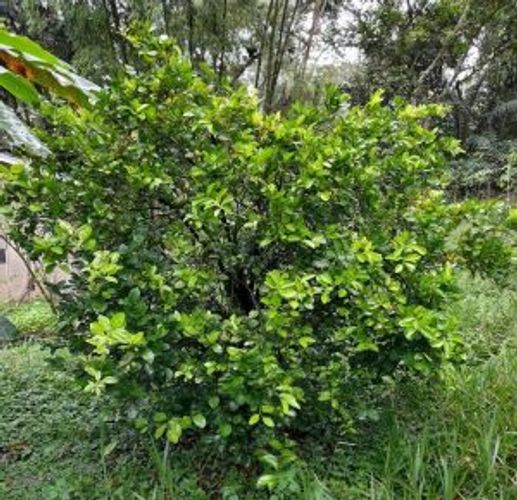 Finca en  Venta en Suaita - Miniatura 17