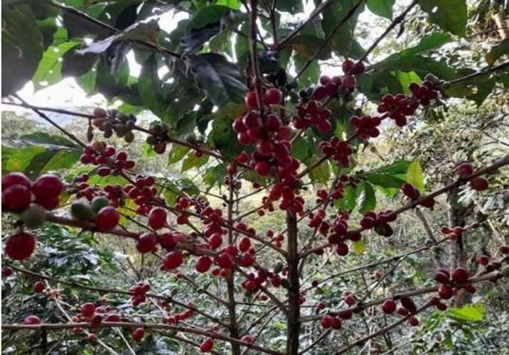 Finca en  Venta en Suaita - Miniatura 19