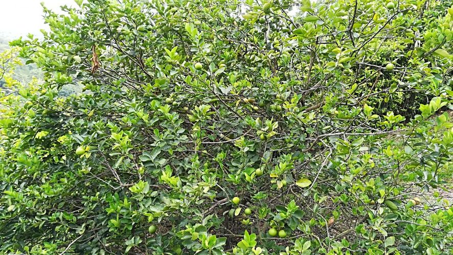 Finca en  Venta en La mesa - Miniatura 16