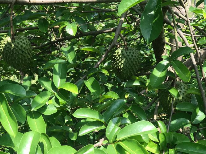 Finca en  Venta en La mesa - Miniatura 27